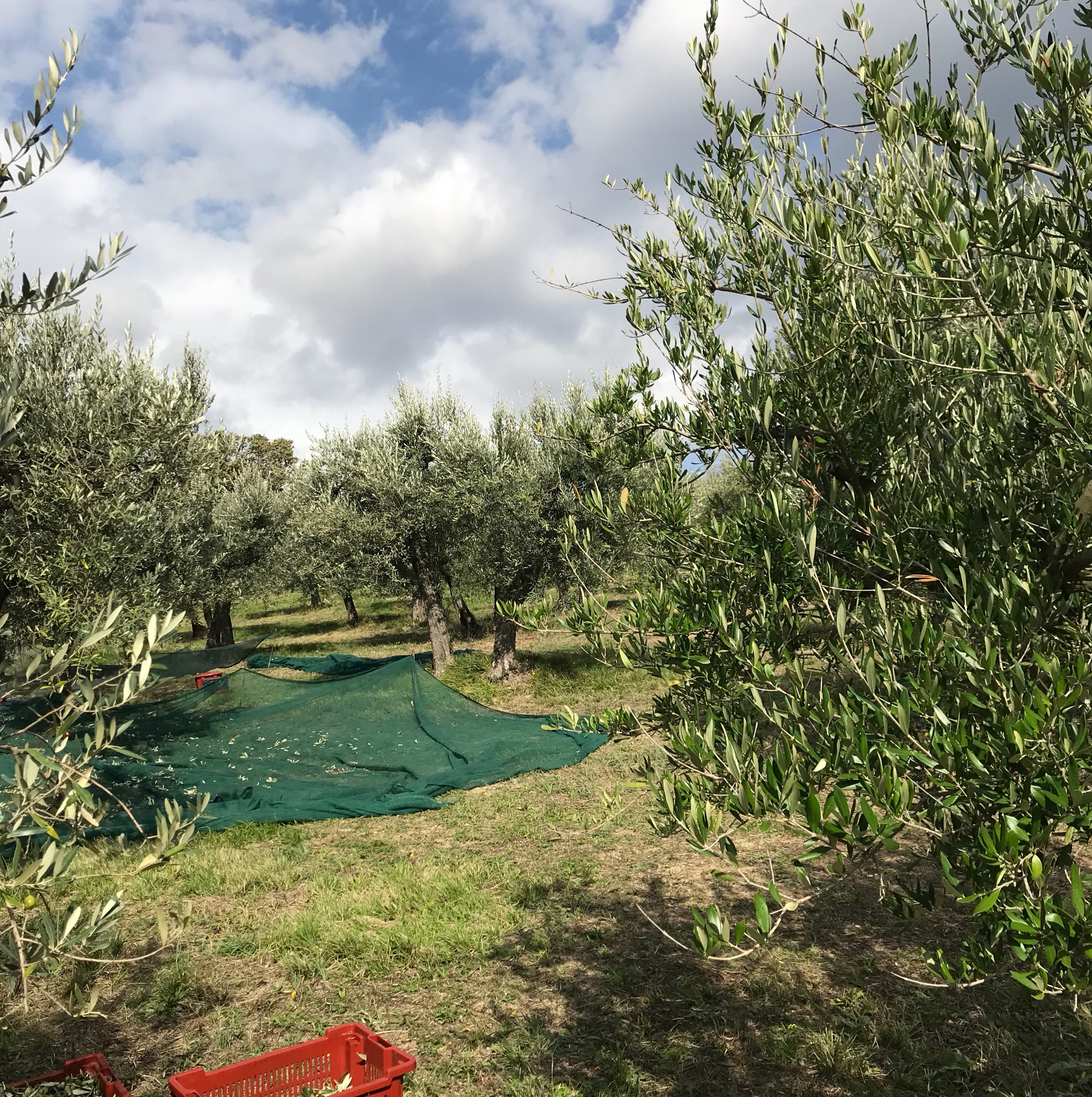 Tasting Umbria | Olive Harvest Tour recap 2018 Tasting Umbria | Olive Harvest Tour recap 2018
