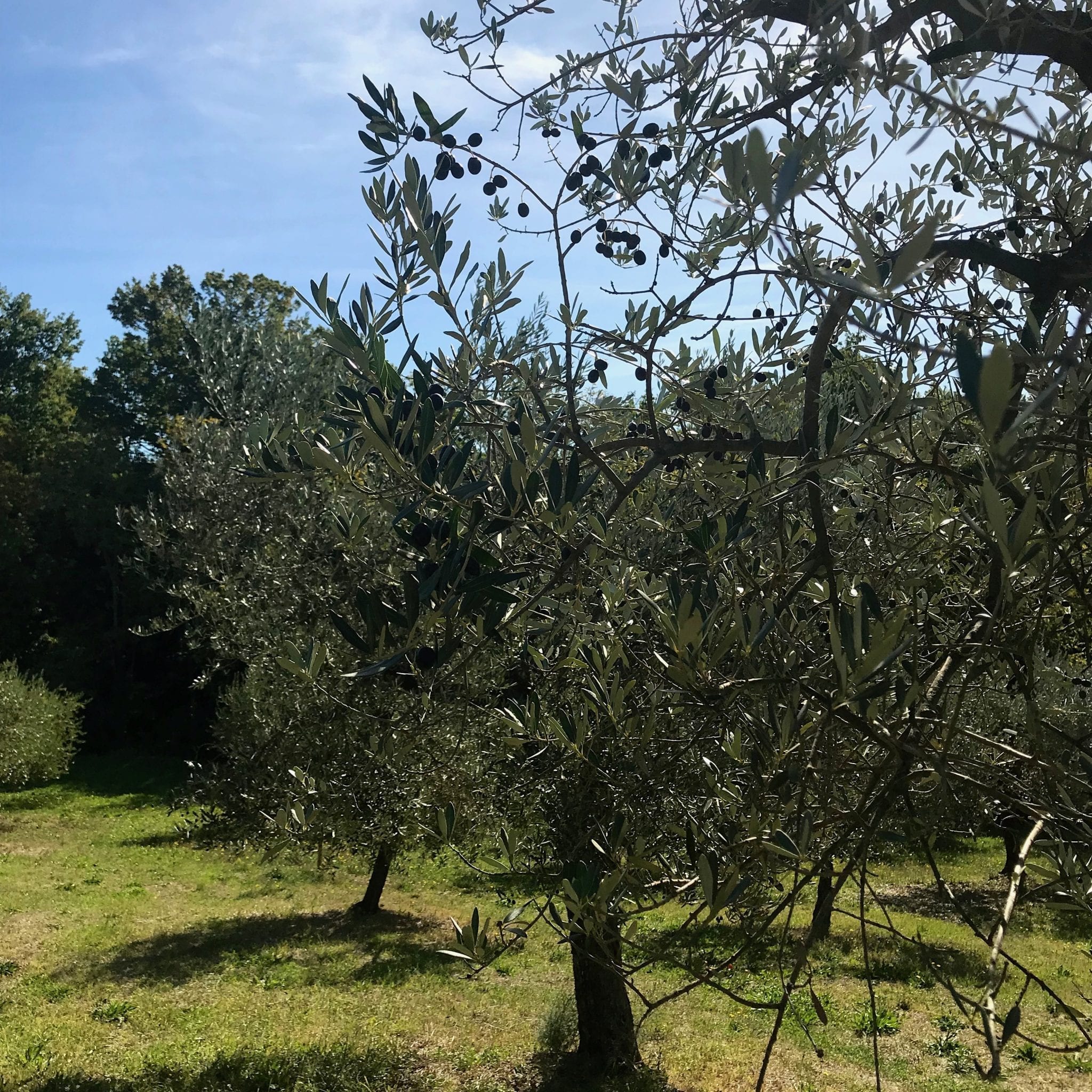 Olive Harvest Party 2017