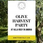 Umbrian olive harvest party, 2017