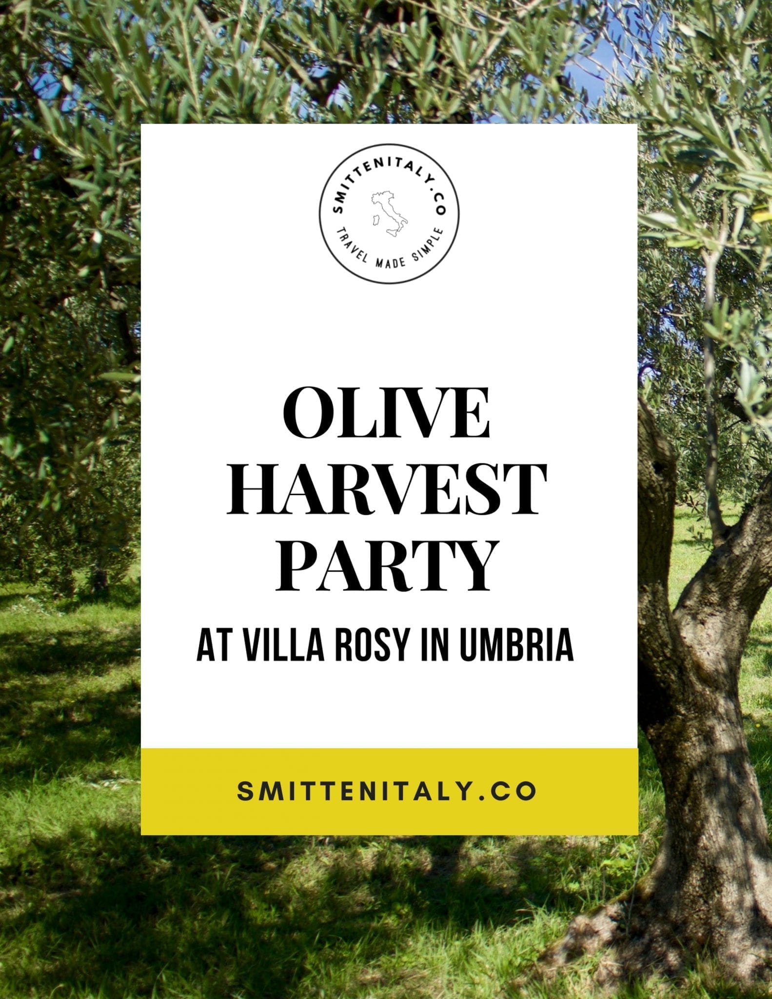Umbrian olive harvest party,  2017