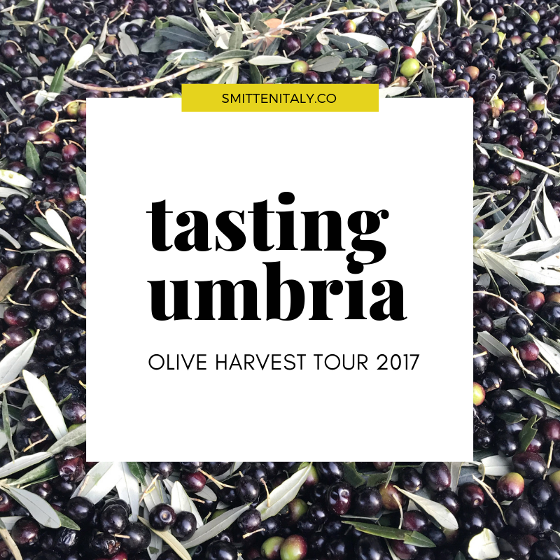 Tasting Umbria | Olive Harvest Tour recap 2018