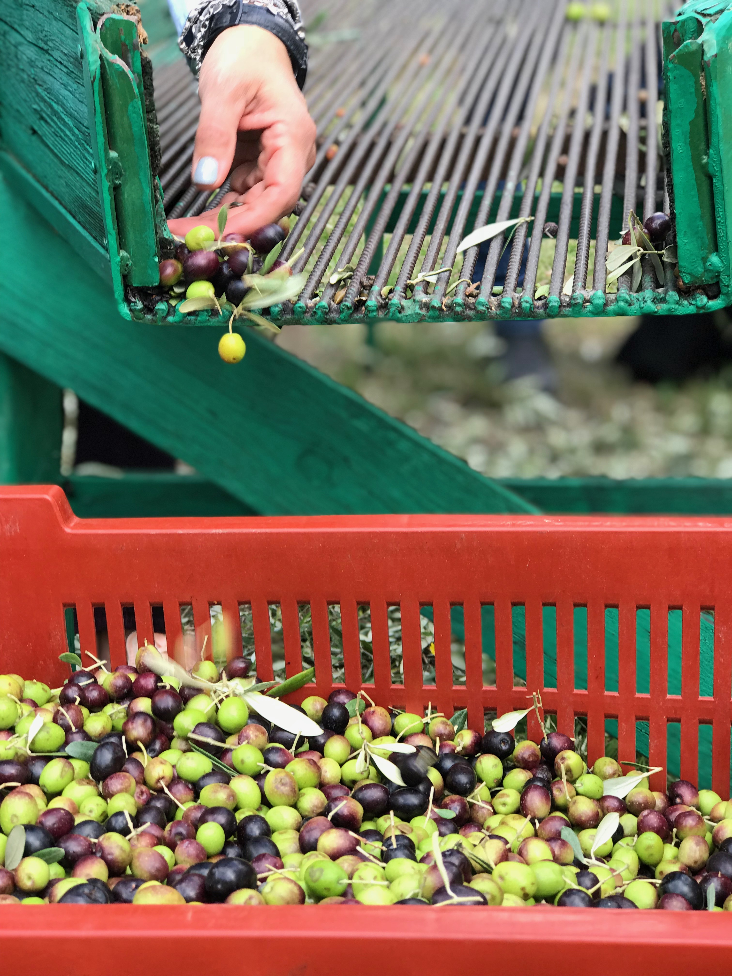 Tasting Umbria | Olive Harvest Tour recap 2018