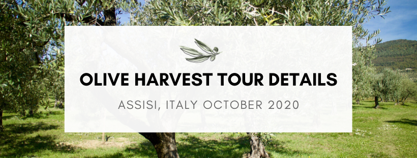 Olive Harvest Tour Details 1